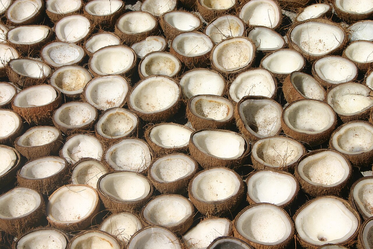 Coconut Trees, Climate Resilience, and the Communities Protecting Africa's Coastlines