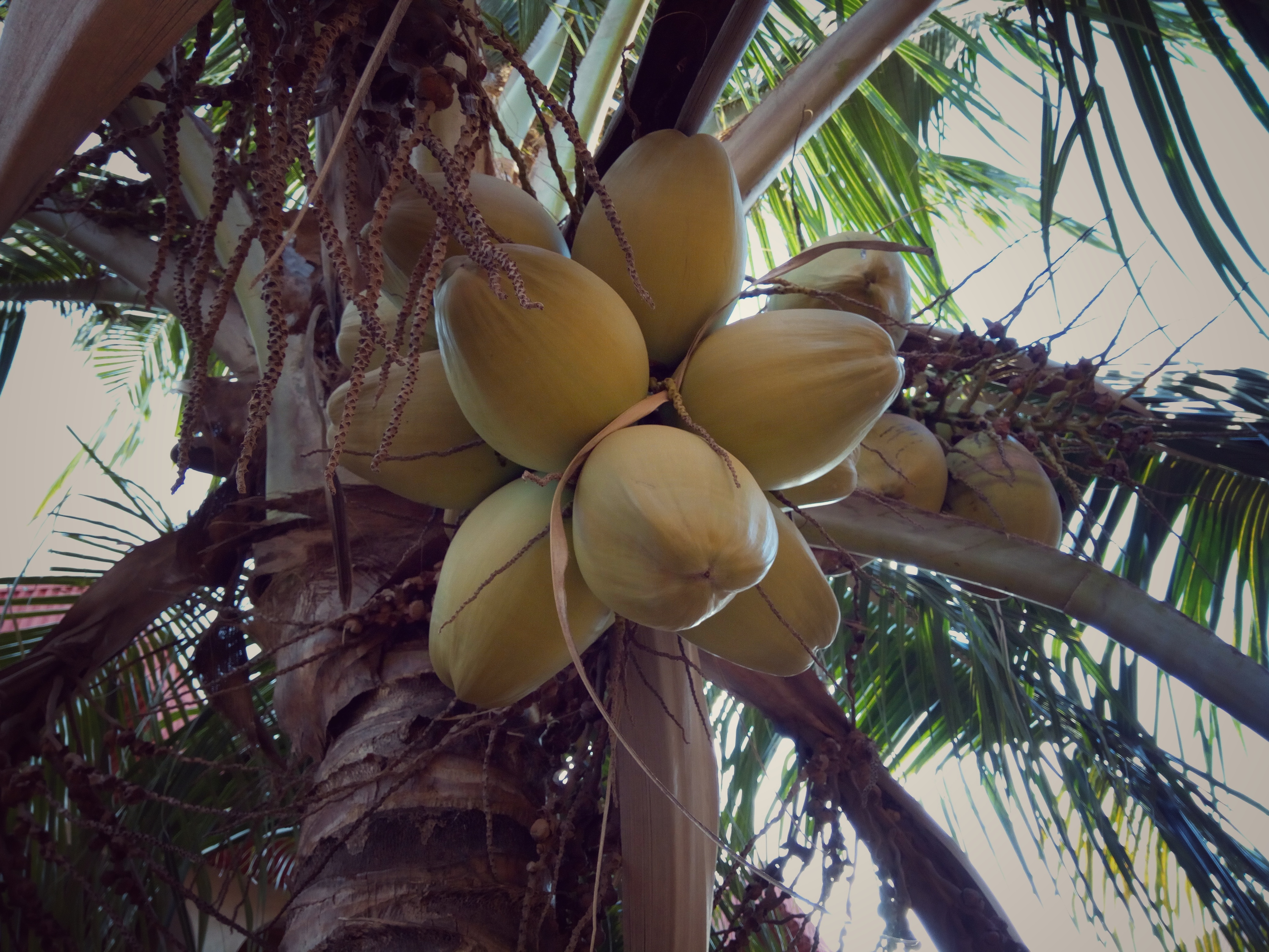 From Badagry to the World: How the Coconut Value Chain Can Grow African Prosperity